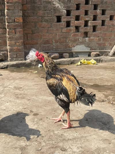 aseel murga sale ghar ka pala huwa breeder