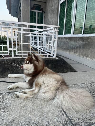 husky