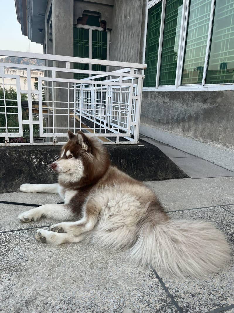 husky 0