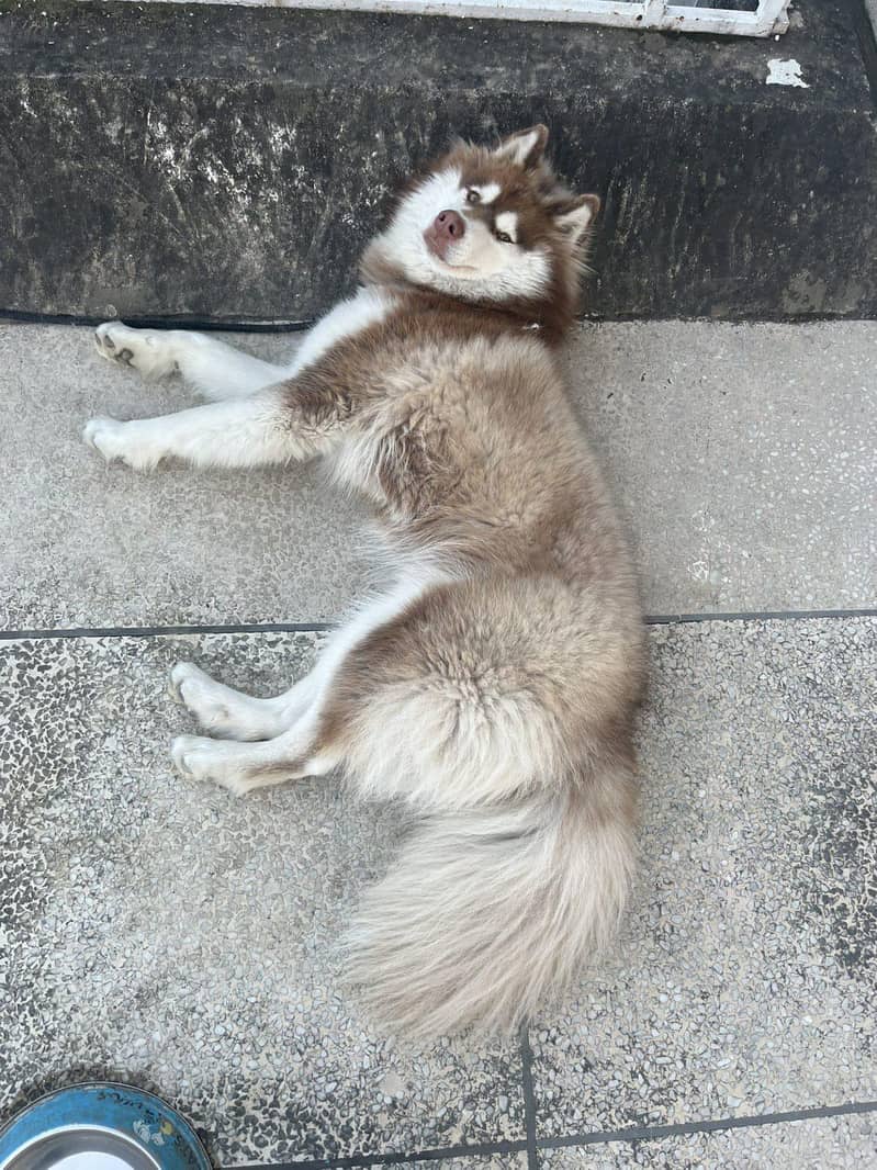 husky 1
