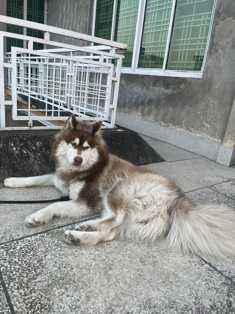 husky 2