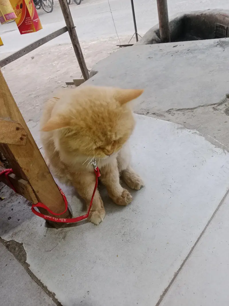 Persian cat brown yellow eyes — photo 4