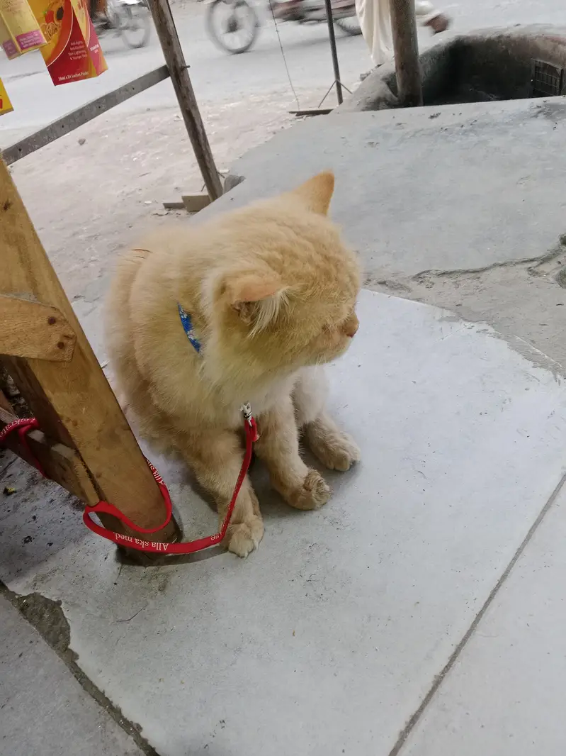 Persian cat brown yellow eyes — photo 5