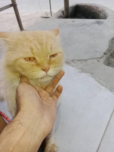Persian cat brown yellow eyes
