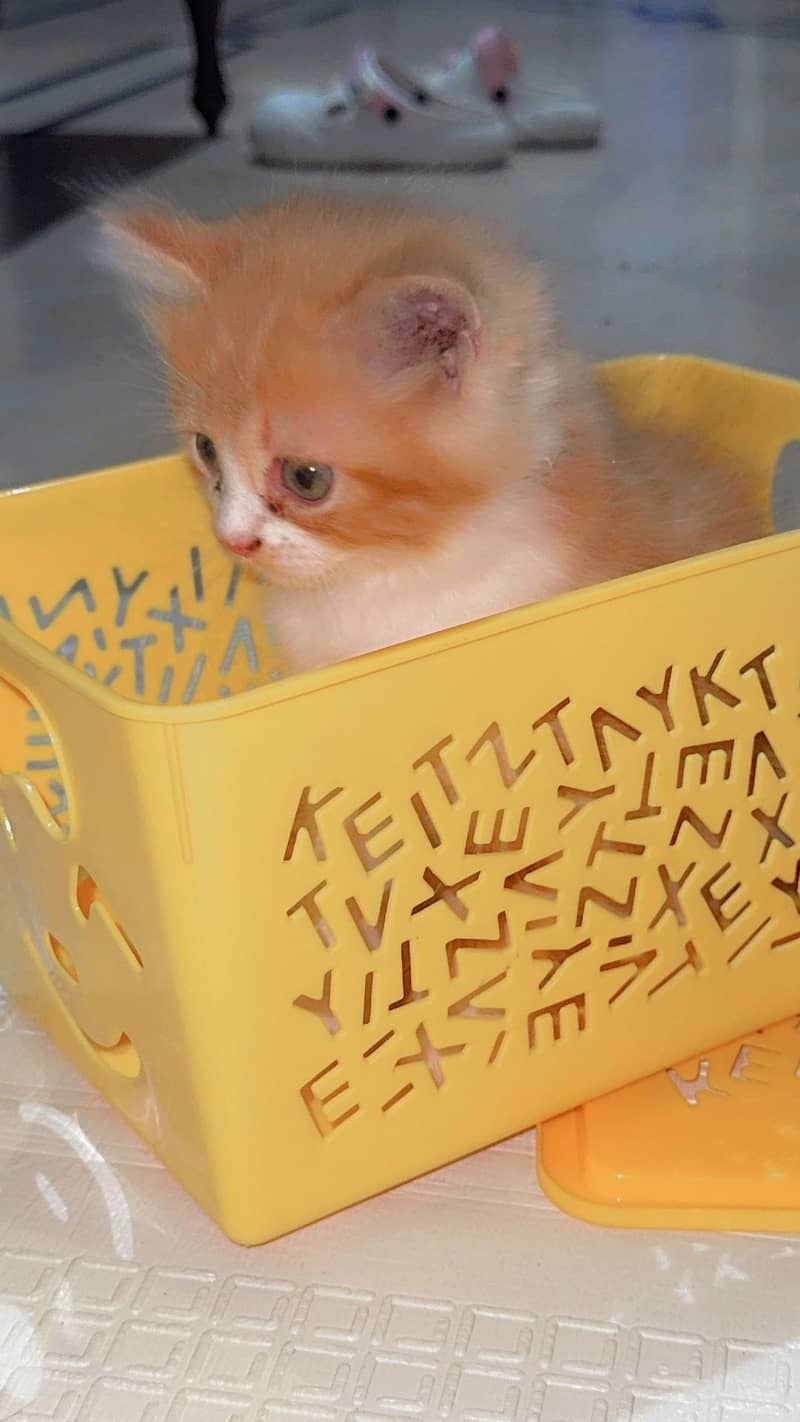 Persian cat 0