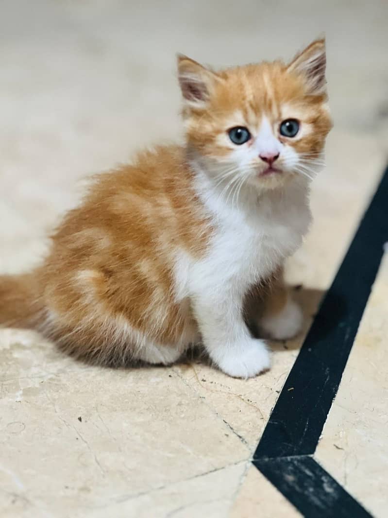 Persian cat 1