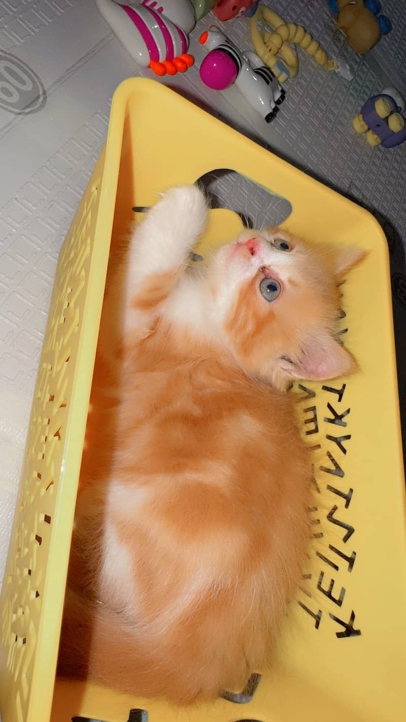 Persian cat 2
