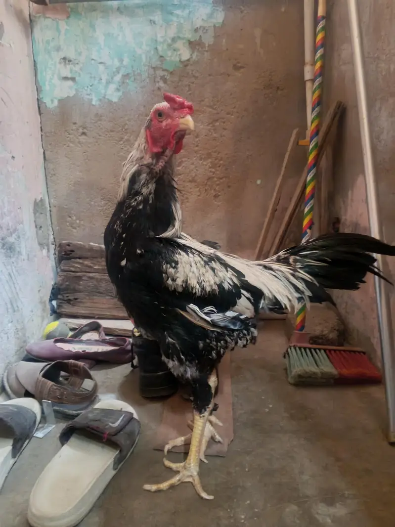 JAVA ASEEL — photo 3