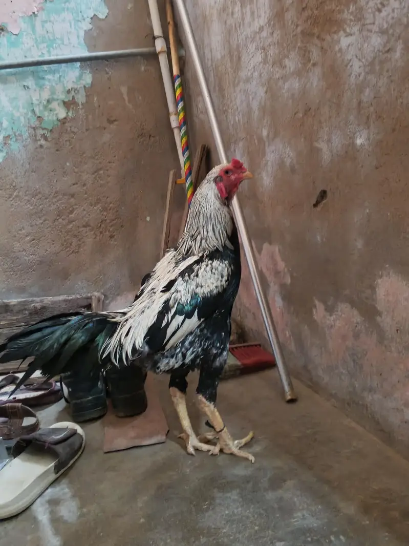 JAVA ASEEL — photo 7