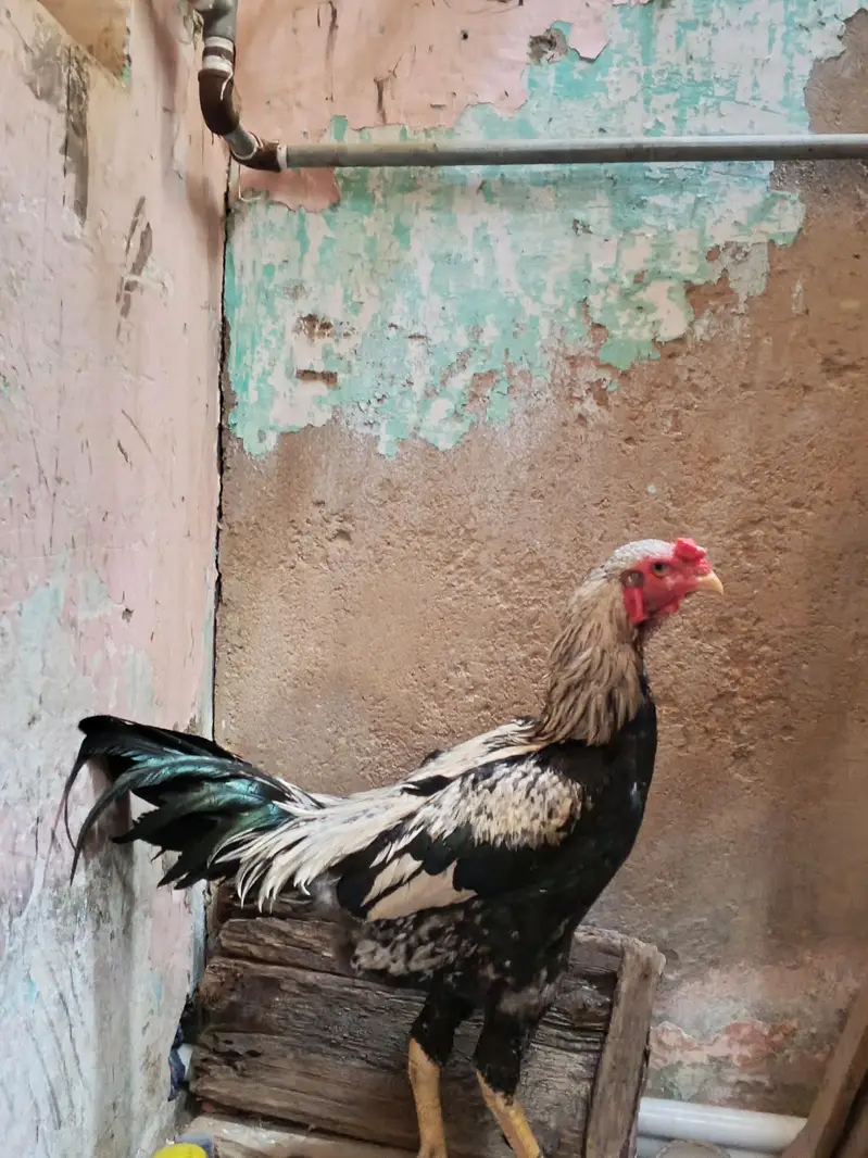 JAVA ASEEL — photo 10
