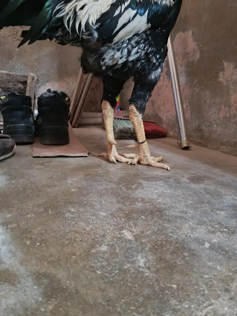 JAVA ASEEL — photo 12