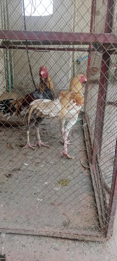 shoq for sale