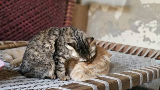 Pair of Persian Cats for Sale – 5 Months Old