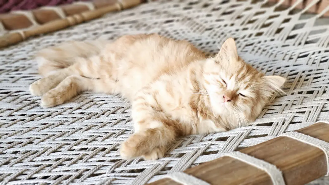 Pair of Persian Cats for Sale – 5 Months Old — photo 2