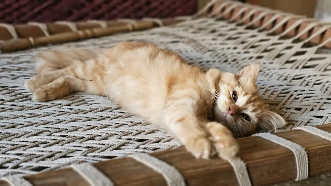 Pair of Persian Cats for Sale – 5 Months Old — photo 3
