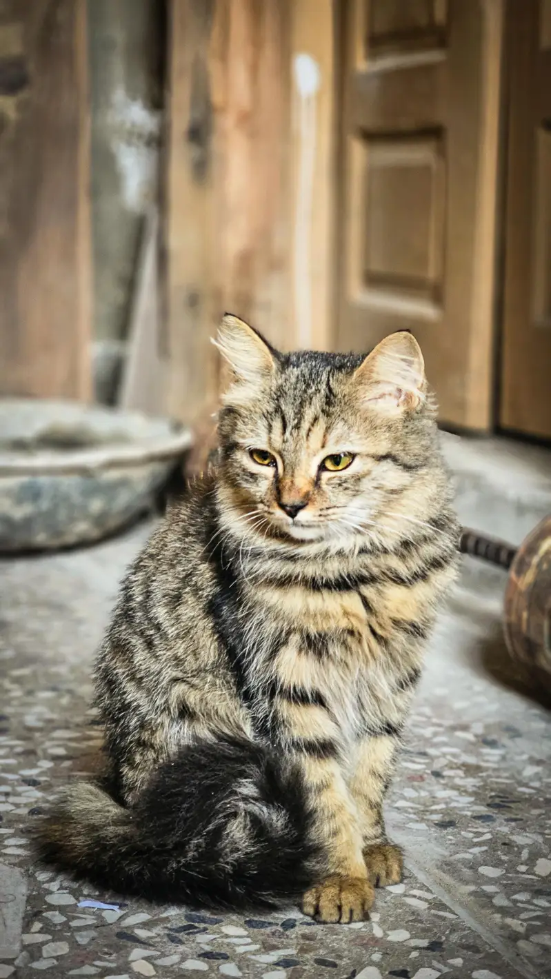 Pair of Persian Cats for Sale – 5 Months Old — photo 4