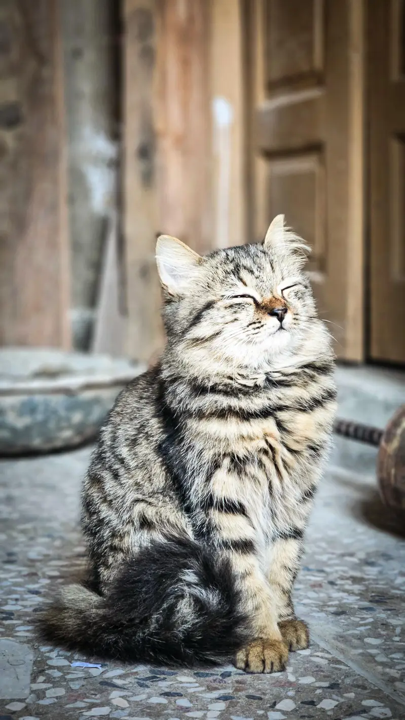 Pair of Persian Cats for Sale – 5 Months Old — photo 5