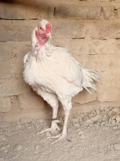 Aseel Heera breeder white