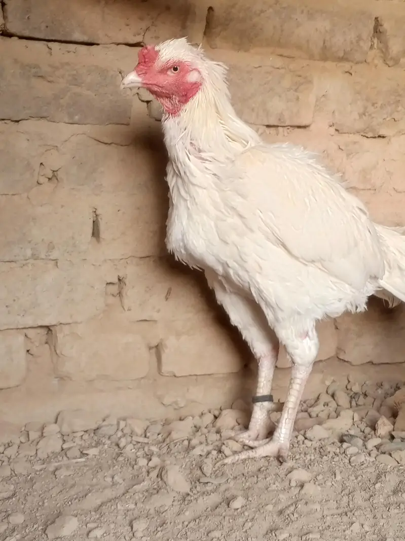 Aseel Heera breeder white — photo 2