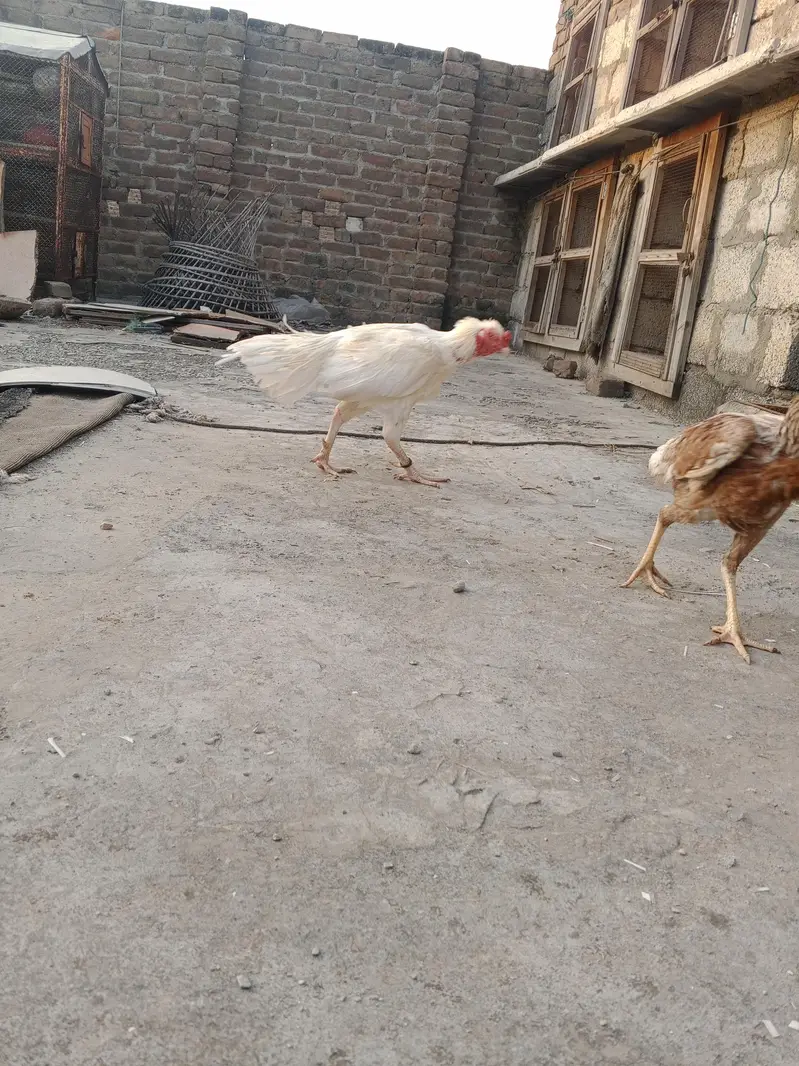 Aseel Heera breeder white — photo 3
