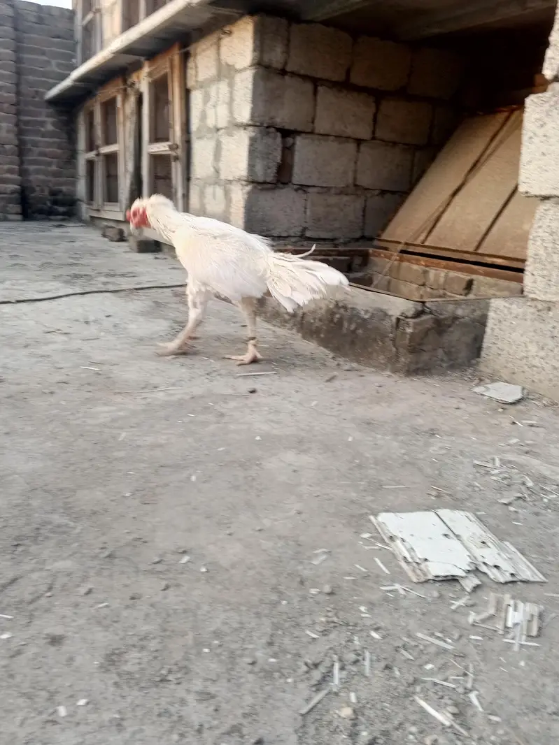 Aseel Heera breeder white — photo 4