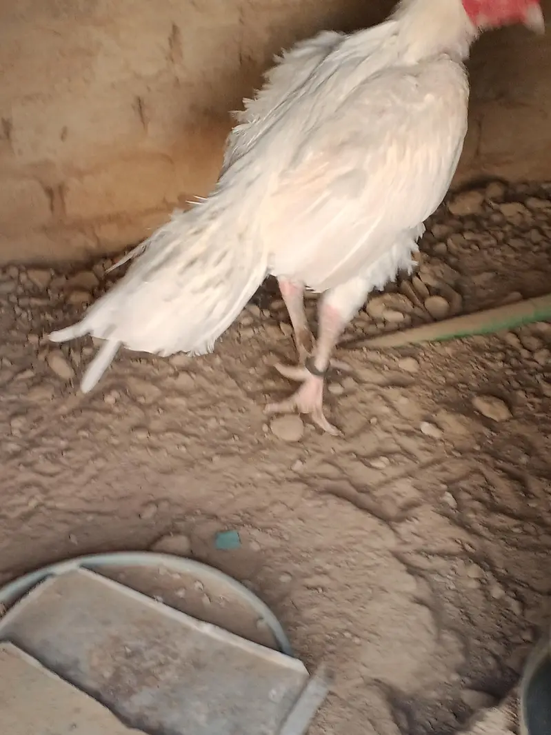 Aseel Heera breeder white — photo 5