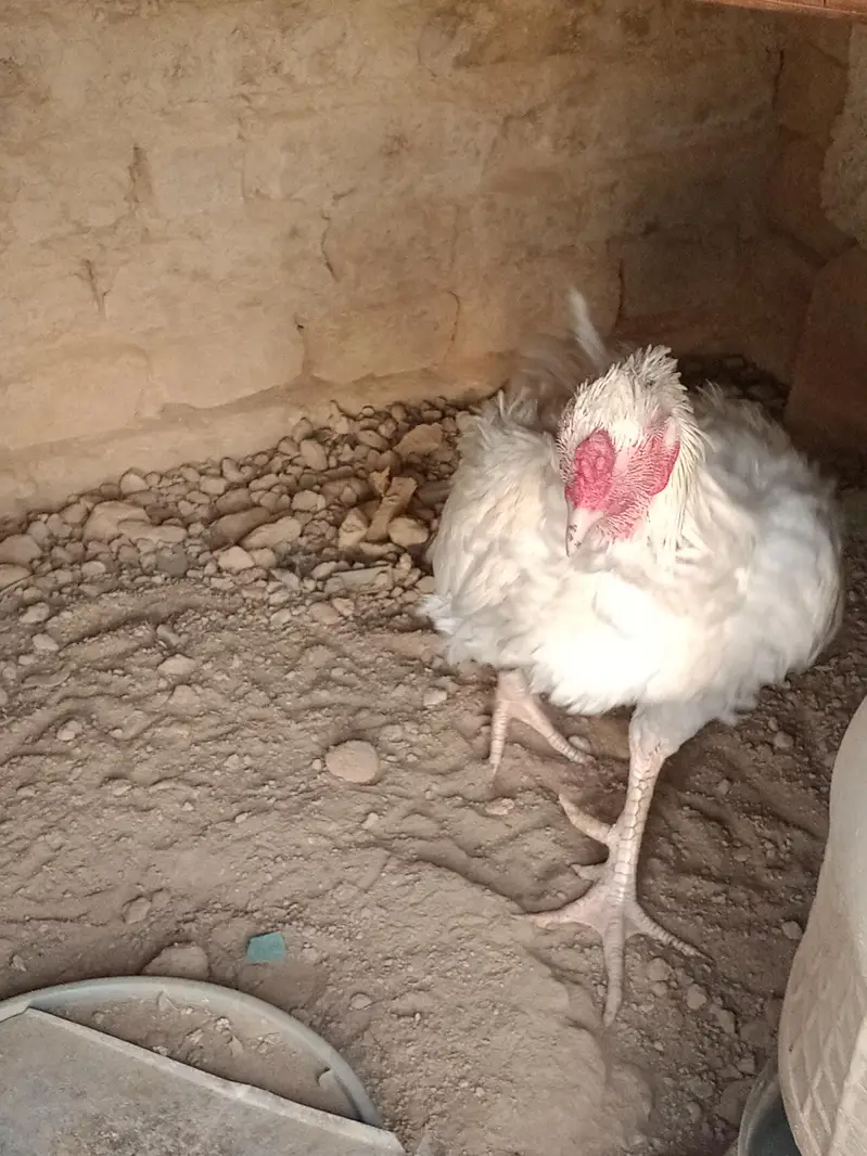 Aseel Heera breeder white — photo 6