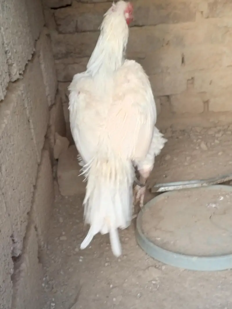 Aseel Heera breeder white — photo 7