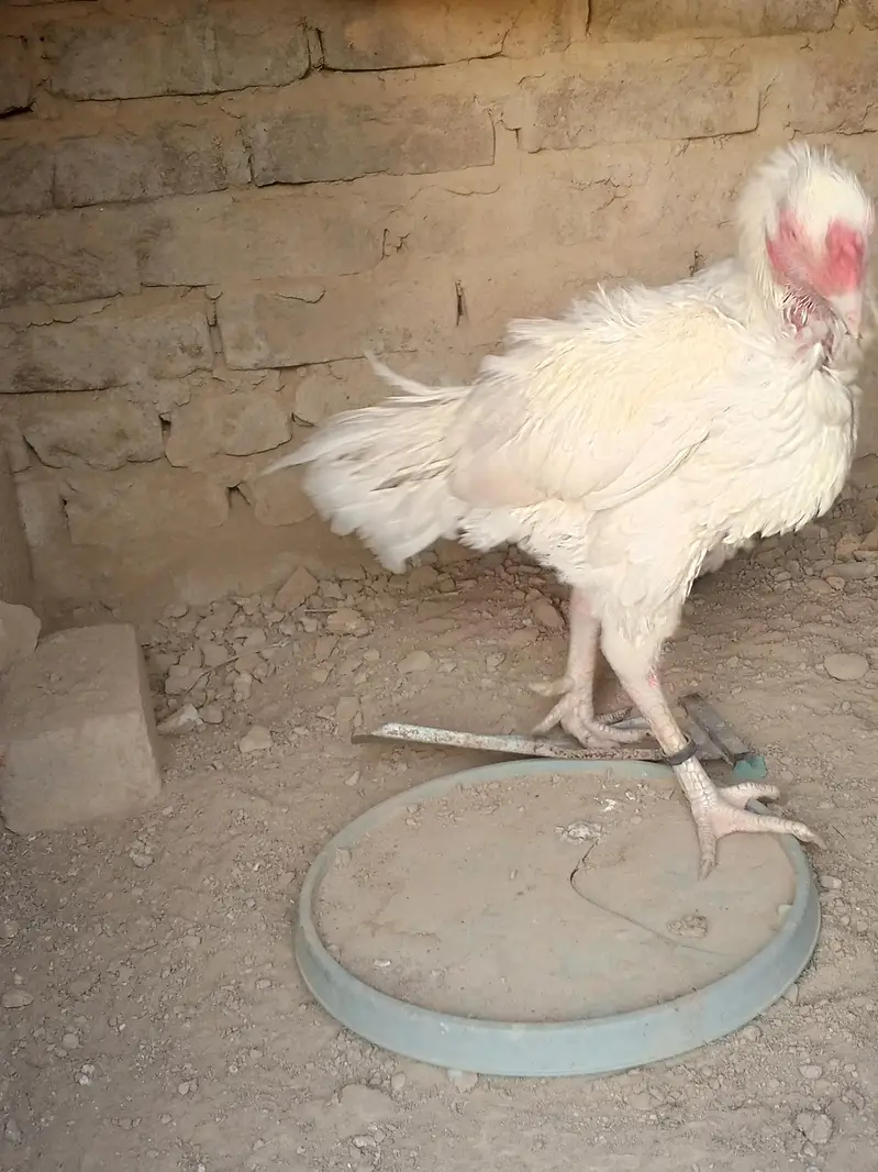 Aseel Heera breeder white — photo 8