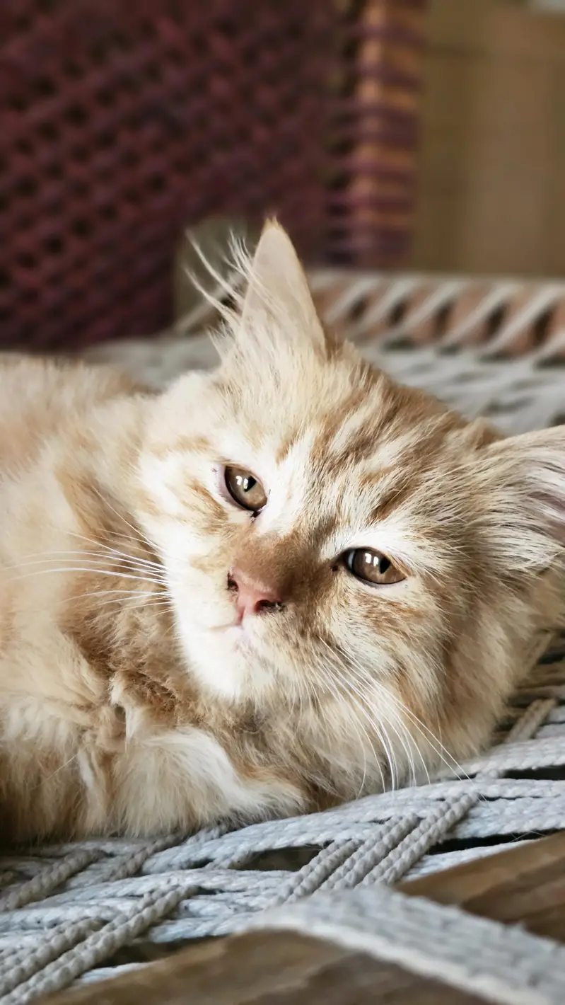 Pair of Persian Cats for Sale – 5 Months Old — photo 6