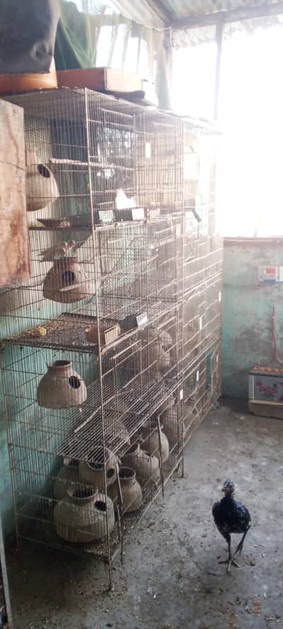 Strong Iron Bird Cage for Sale – 4 Floors, 10 Compartments