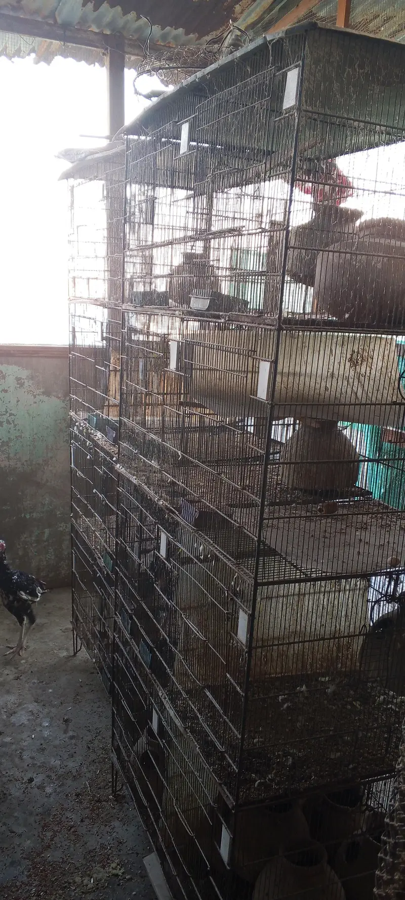 Strong Iron Bird Cage for Sale – 4 Floors, 10 Compartments — photo 2