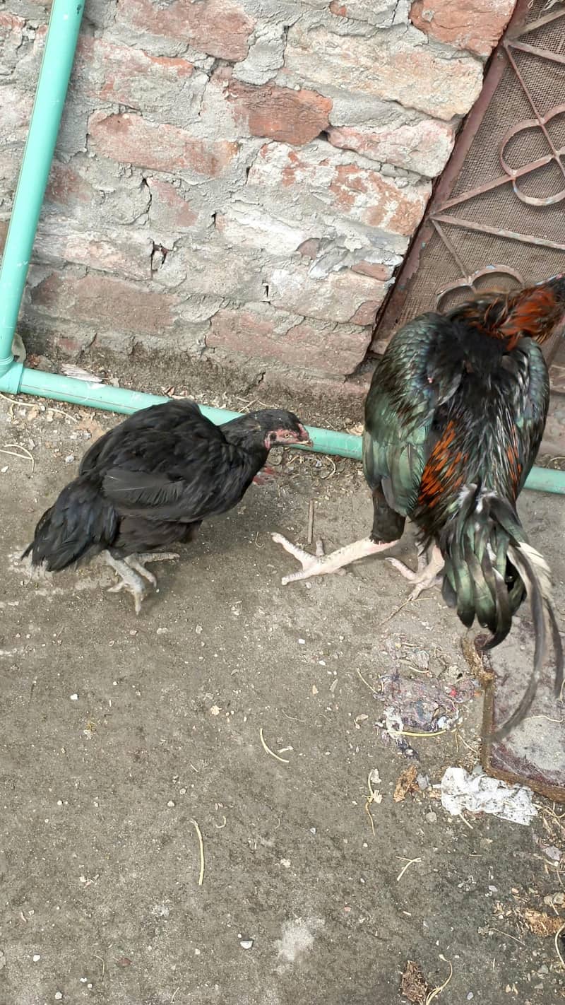 Aseel pair 1