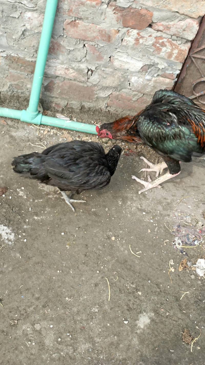 Aseel pair 2