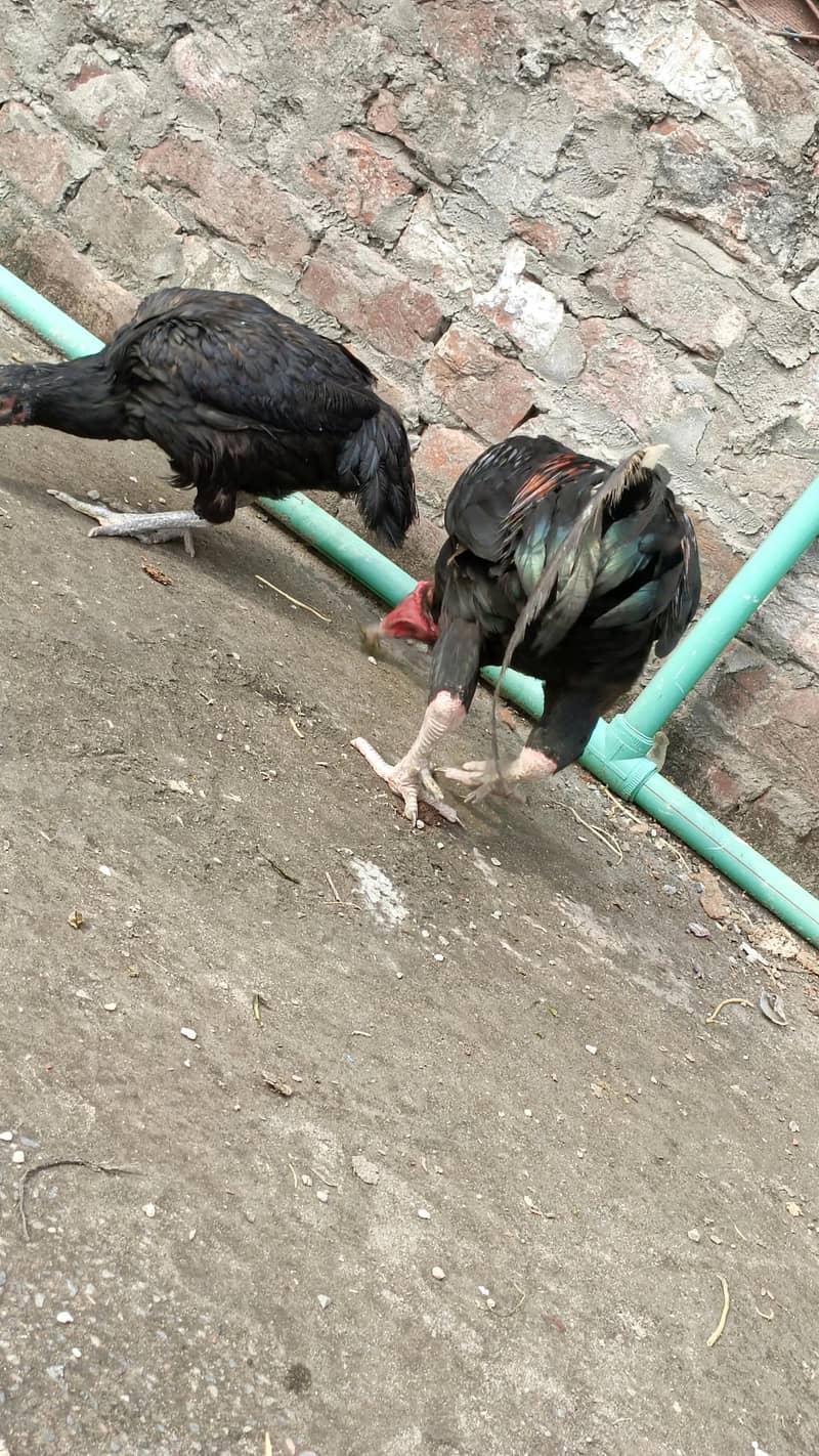 Aseel pair 3