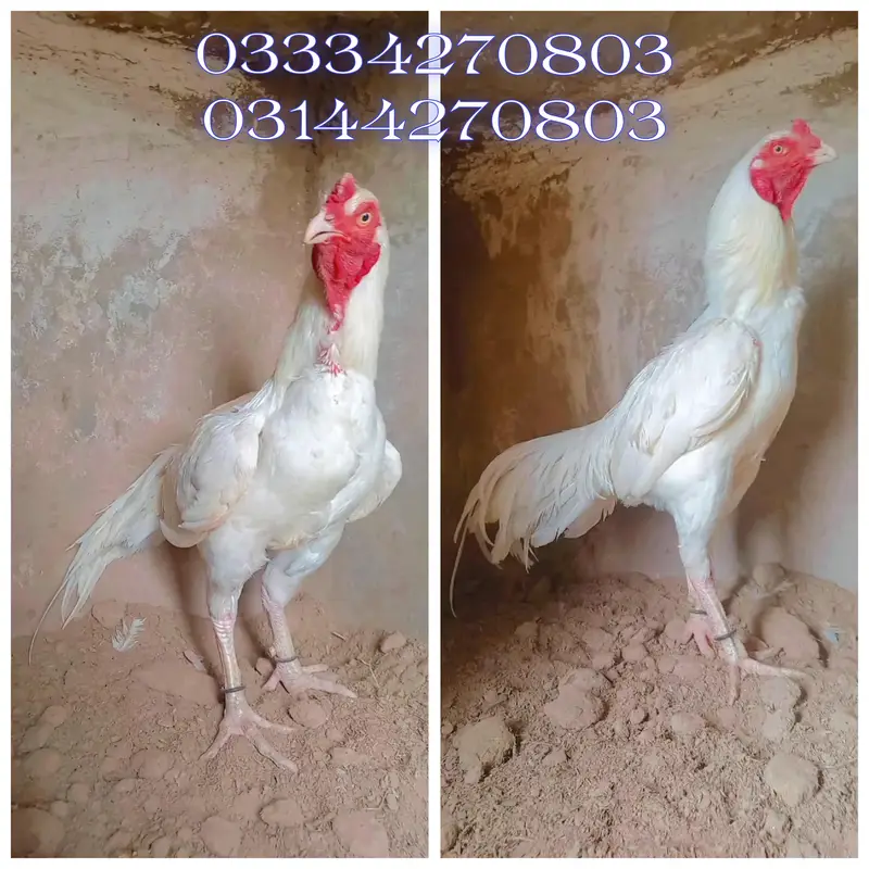 Read Add/Heera/chick//pathy/madi/murga/hera/hira/hen/white/aseel/pathi — photo 4