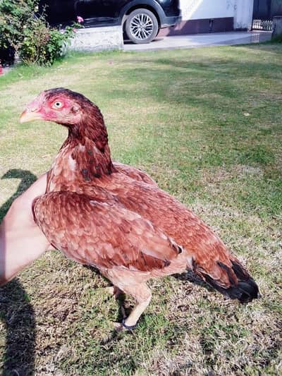 High quality blue eye guaranteed lakhi aseel madi for sale 03156322131