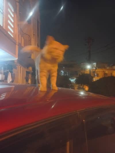 Cat for sale