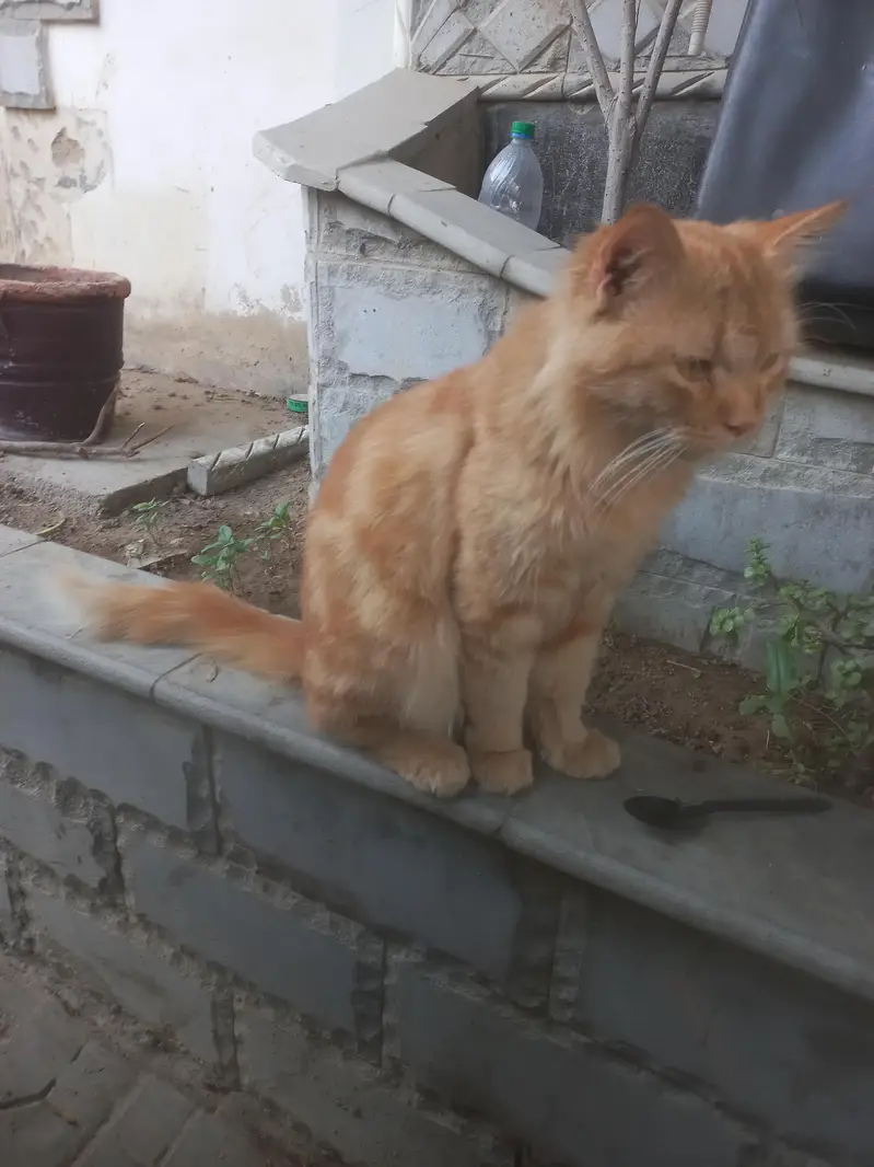 Cat for sale — photo 2