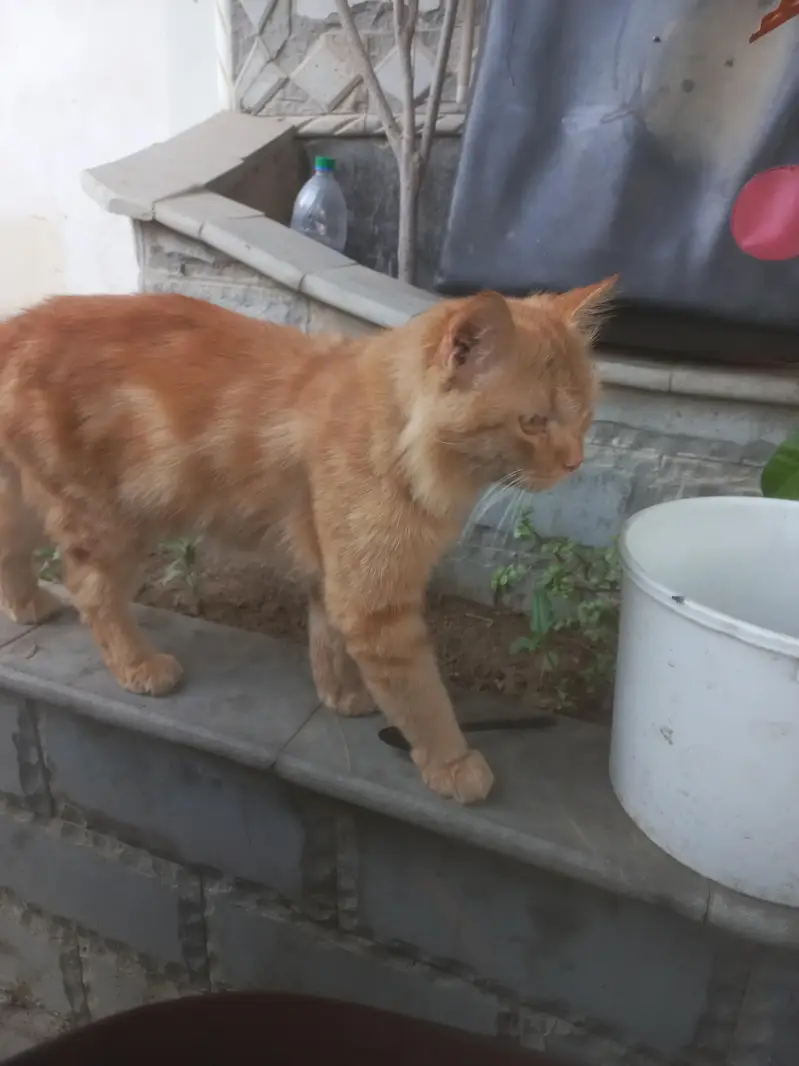 Cat for sale — photo 3