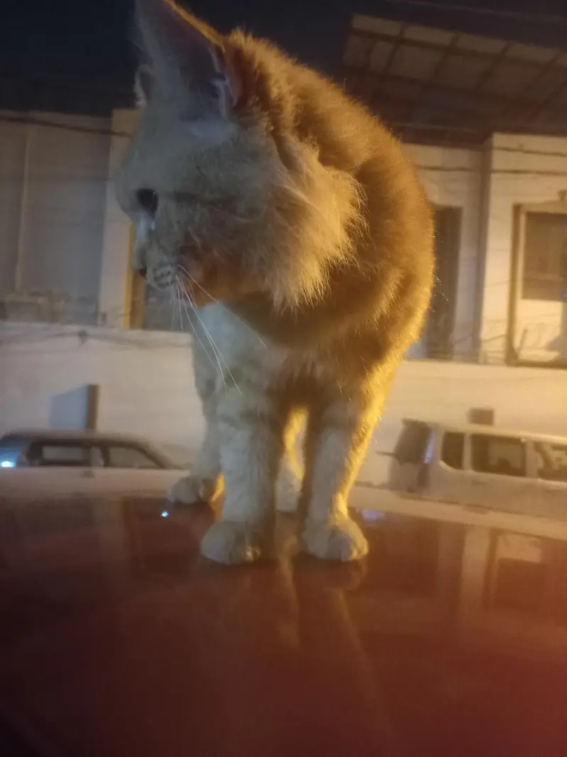 Cat for sale — photo 4