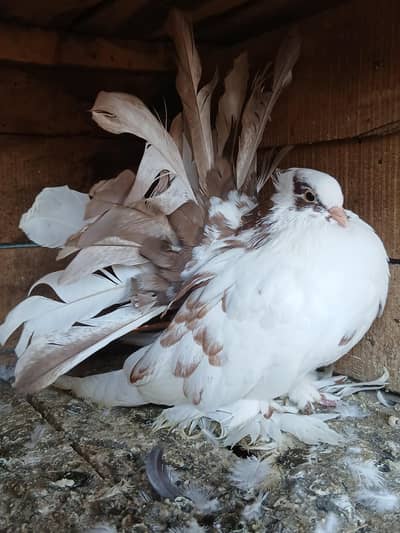 American almond 7_8 kl jambo saiz i male for sale