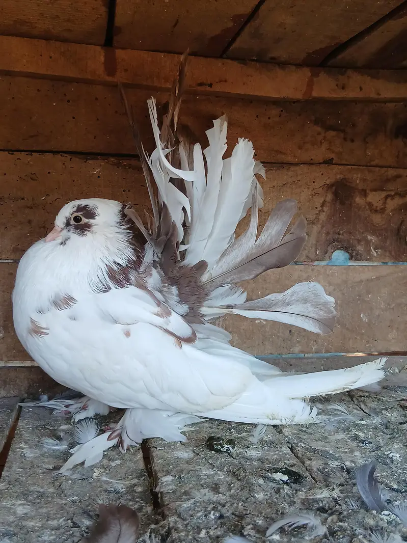 American almond 7_8 kl jambo saiz i male for sale — photo 2