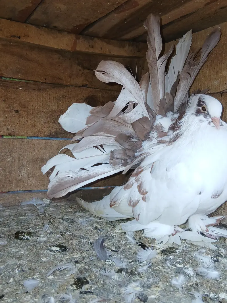 American almond 7_8 kl jambo saiz i male for sale — photo 3