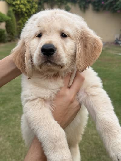 Golden retriever pedigreed male puppy