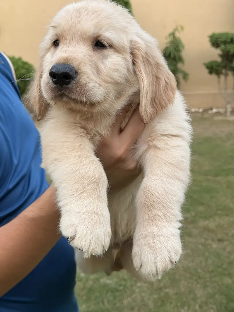 Golden retriever pedigreed male puppy — photo 2