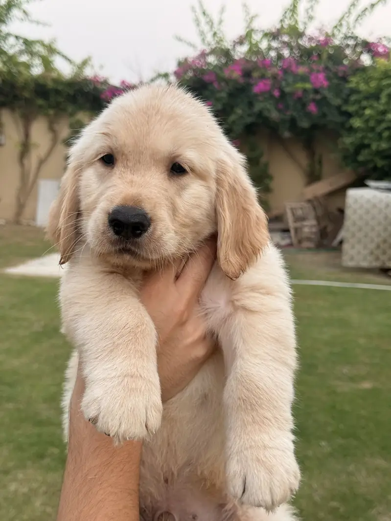Golden retriever pedigreed male puppy — photo 3