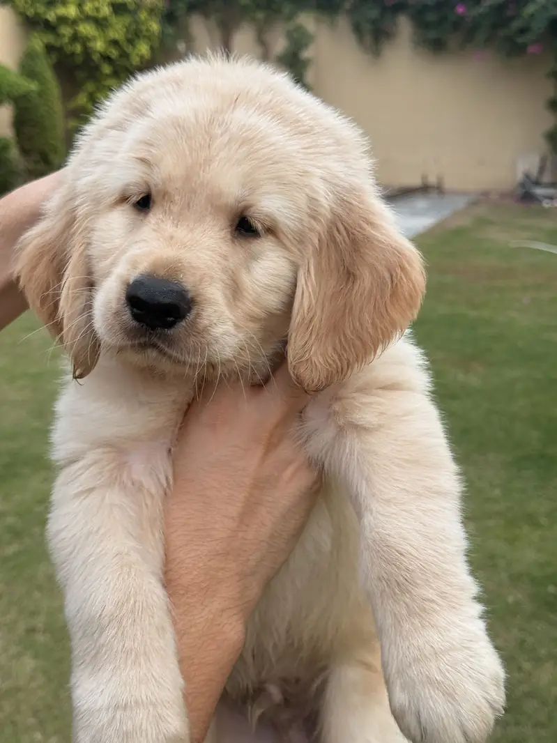 Golden retriever pedigreed male puppy — photo 4