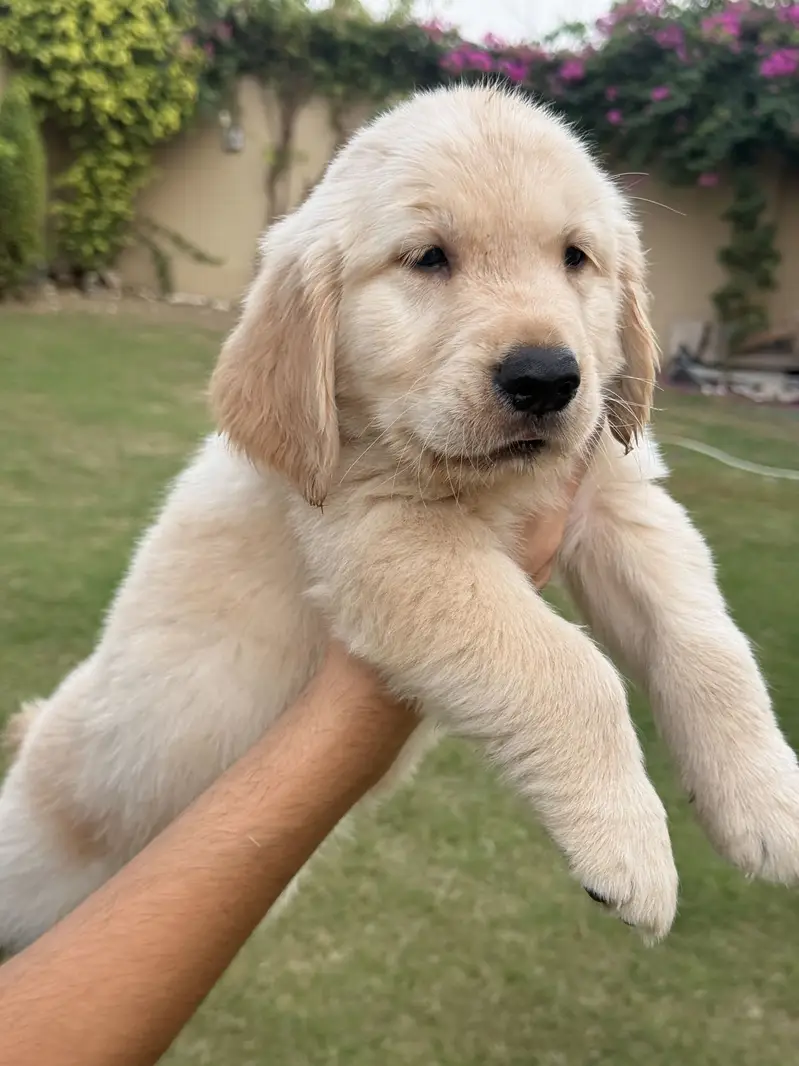 Golden retriever pedigreed male puppy — photo 5