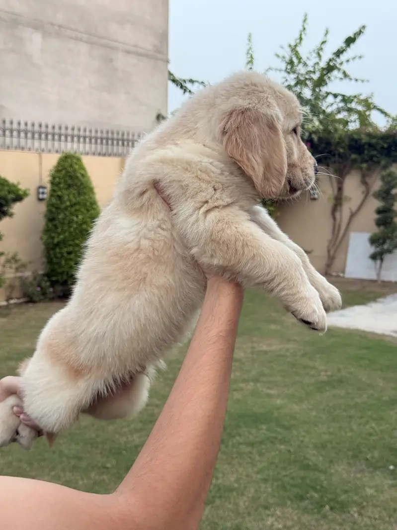 Golden retriever pedigreed male puppy — photo 6